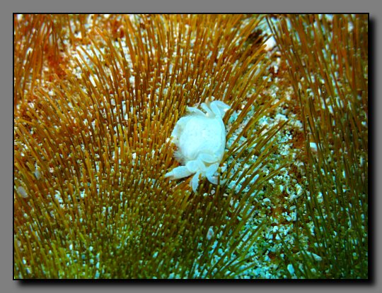 heart urchin pea crab
